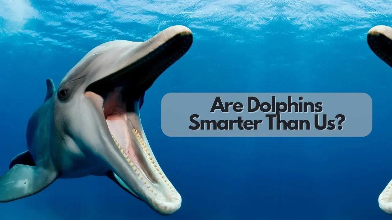 Are dolphins smarter than us 
