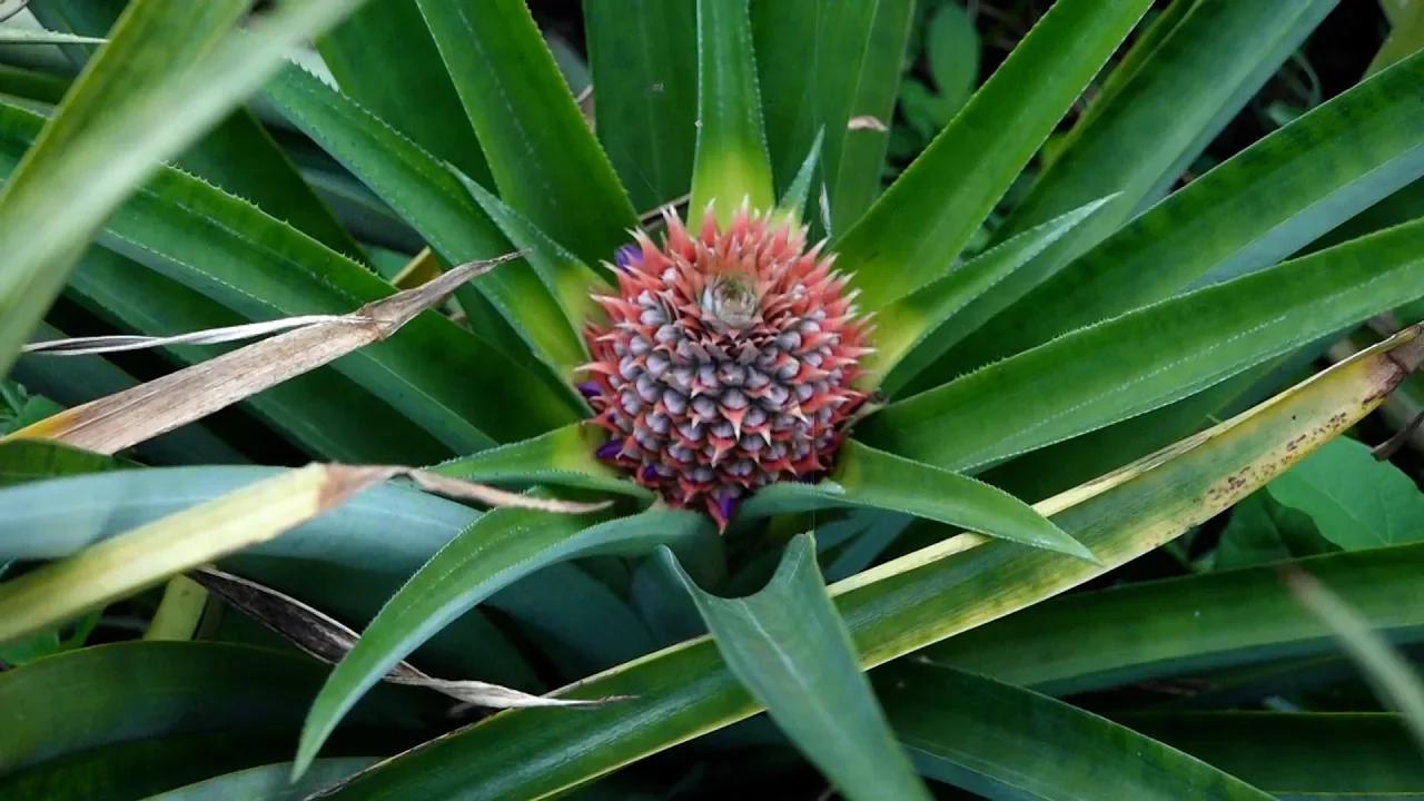 Aumenta demanda de producción de piña hawaiana en el mercado nacional