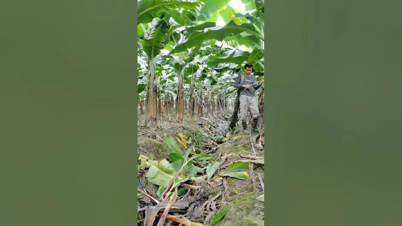 How Ropes Protect Banana Tree Farms in the Philippines from Falling ...