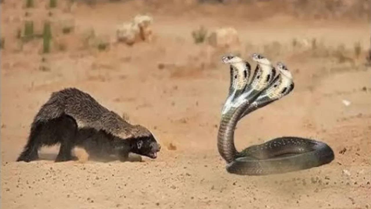 Mongoose Vs King Cobra Fight Scene