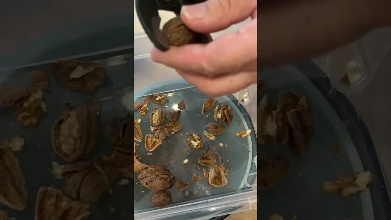 How Austrian Crack Walnut shell from walnut tree