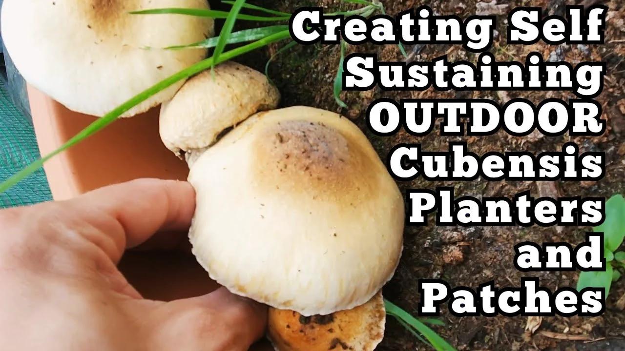 Creating Outdoor Magic Mushroom Mushroom Beds and Planters [Psilocybe