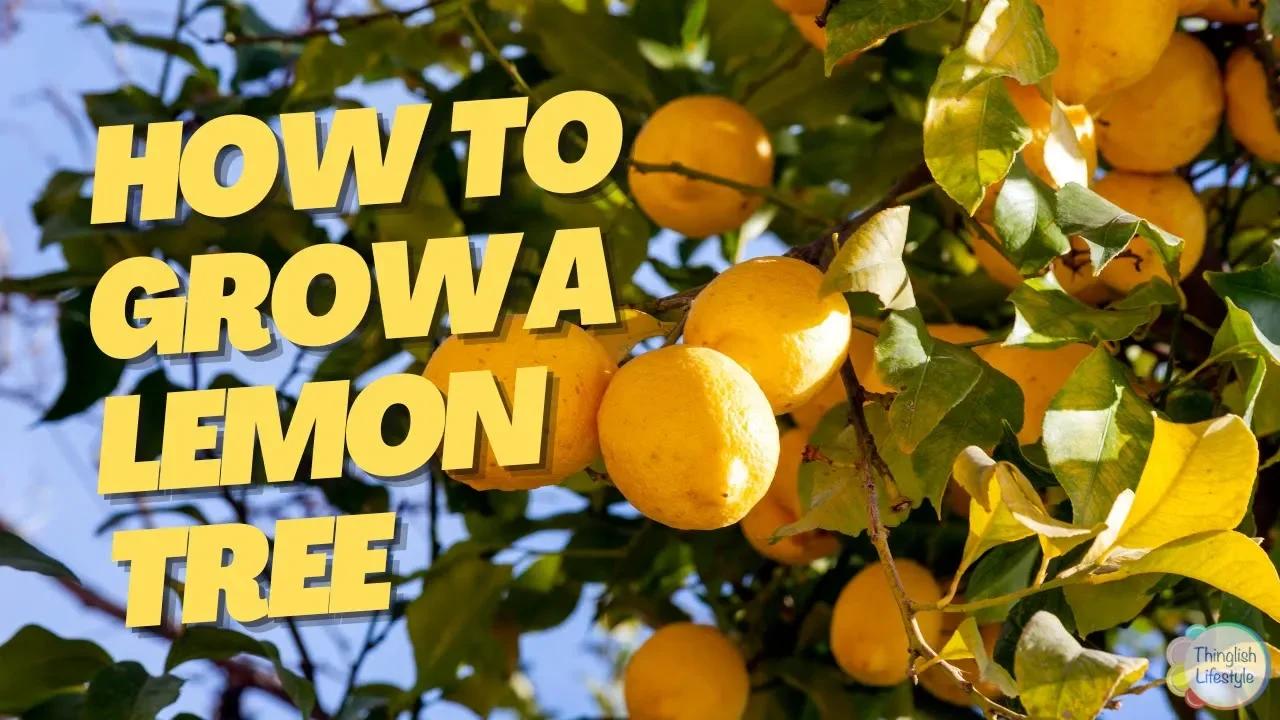 The Complete Guide to Growing Lemon Trees and How to Get Fruit in 2-3 ...