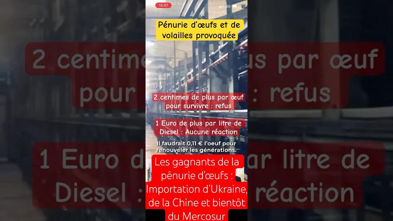 Pénurie d’œufs provoquée pour favoriser l’Ukraine et la Chine - les éleveurs crèvent pour des marges