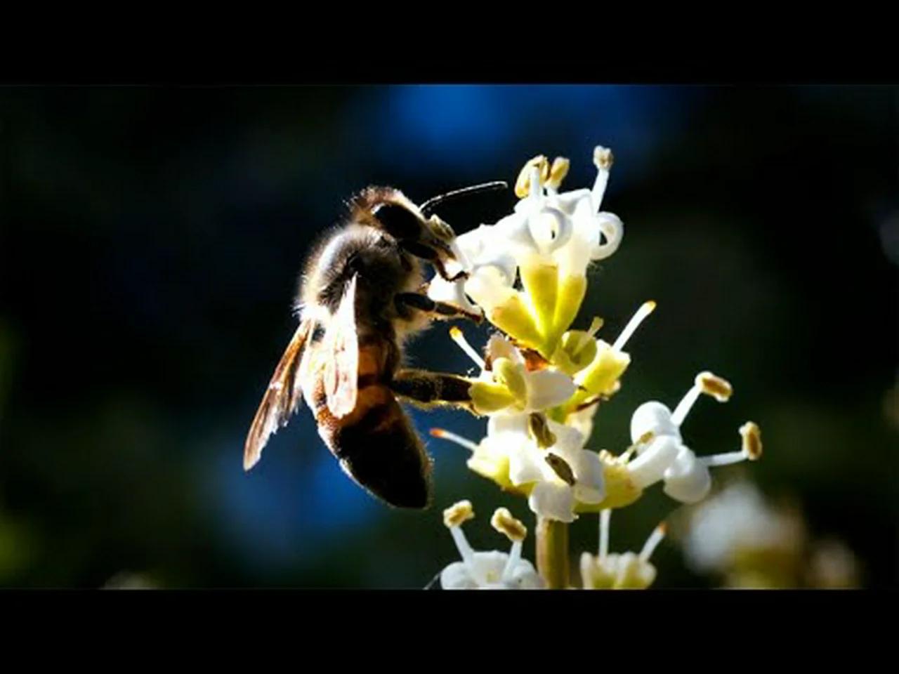 Honey Bees | 4K HDR | OLED
