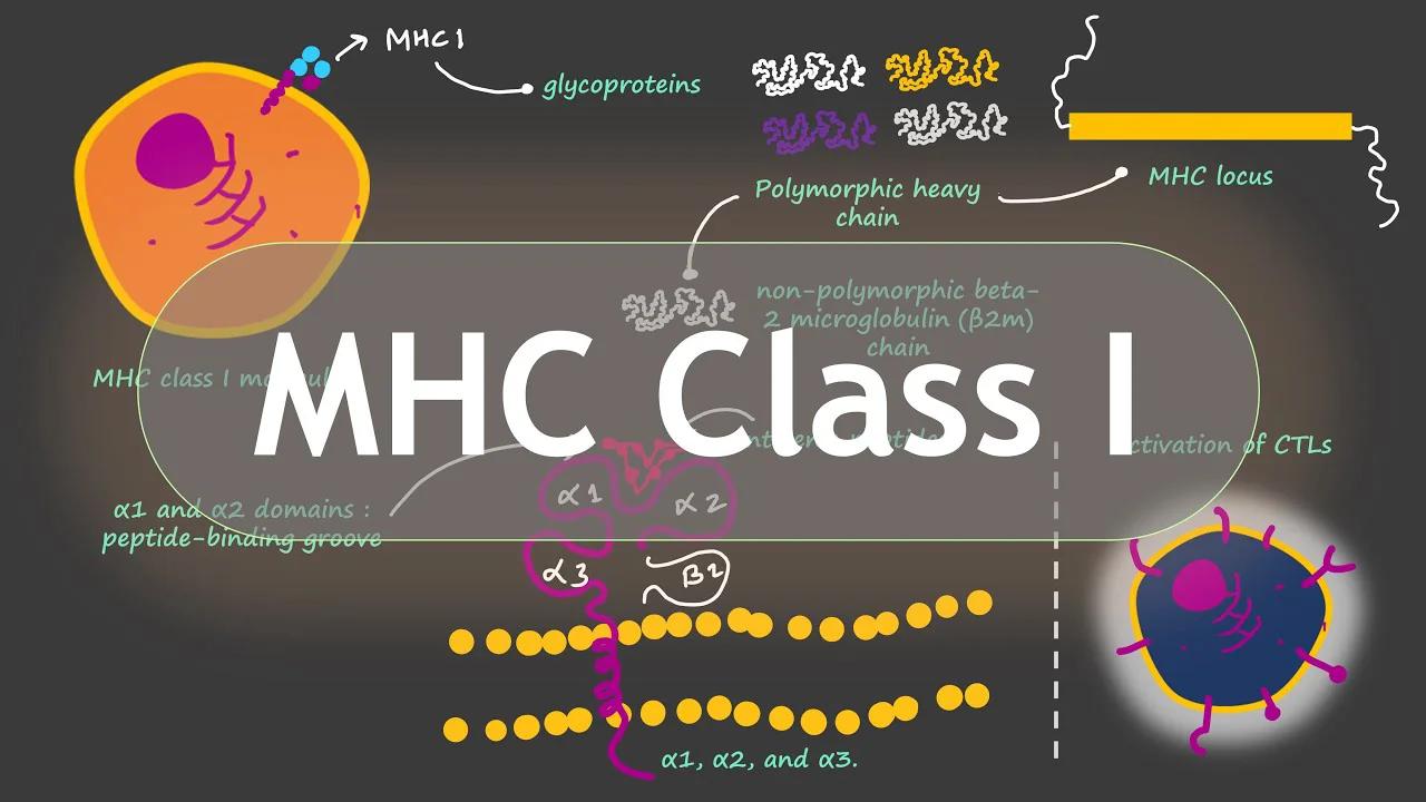 Role of MHC Class I Molecules in Immune System | Basic Science Series