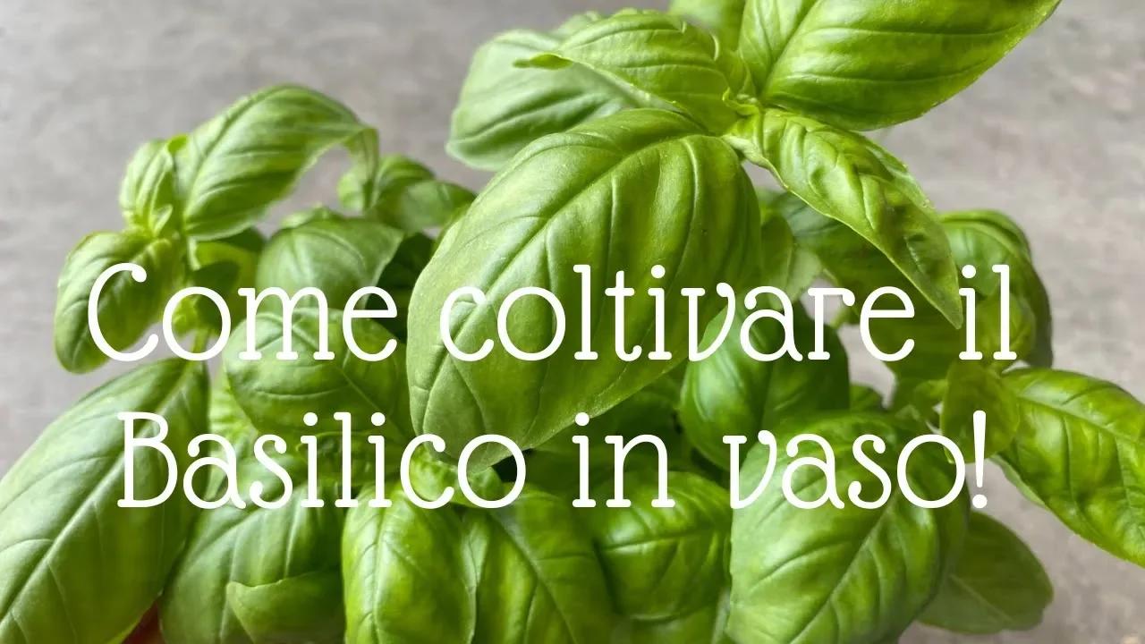 Basilico Siam Queen - Golinucci Organic Srl
