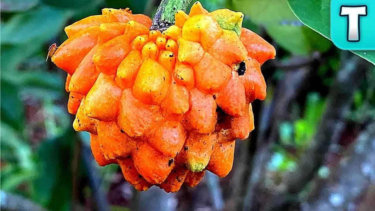 Top 10 Fruits You've Never Heard Of Part 28