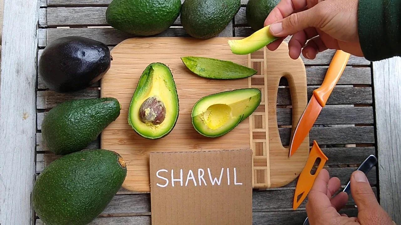 Sharwil Avocado: A Profile