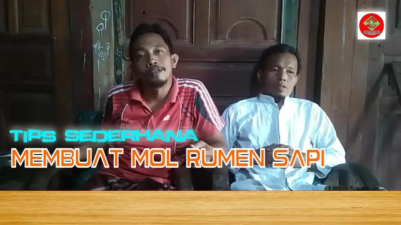 CARA SEDERHA MEMBUAT MOL RUMEN SAPI UNTUK BIOACTIVATOR 100 % BERHASIL ...