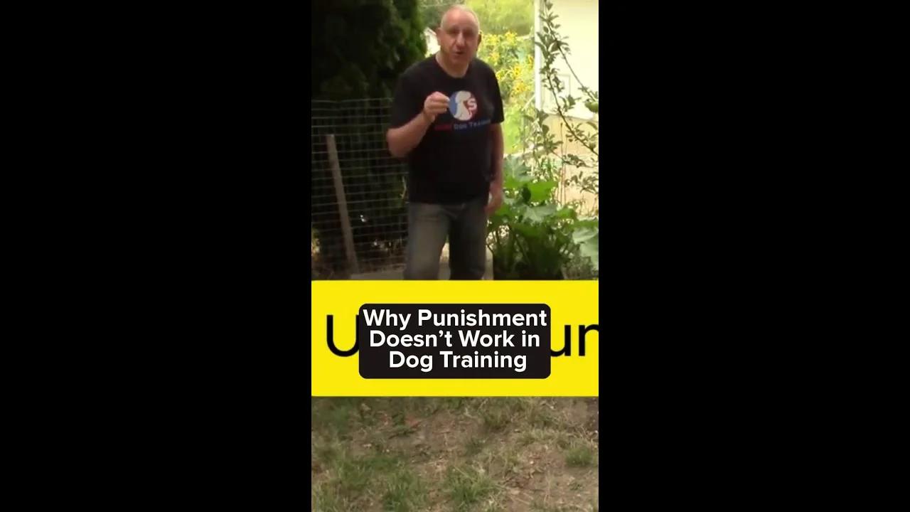 Is Punishment Effective In Dog Training?