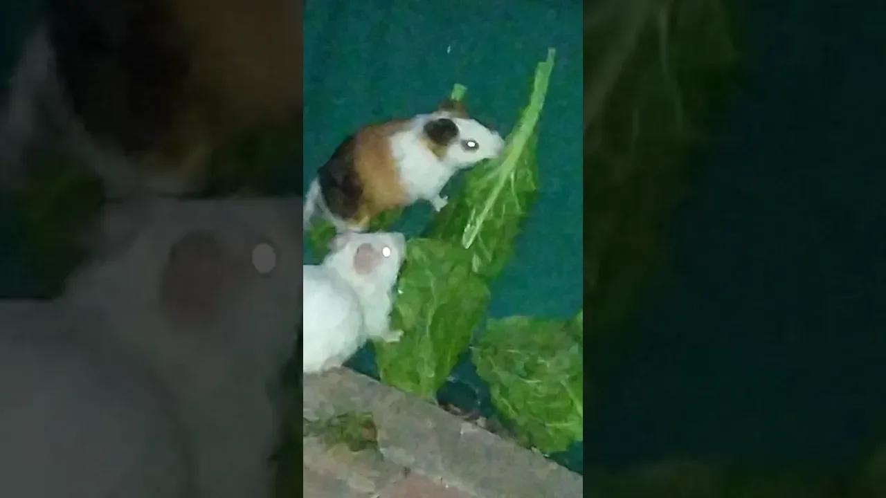 Hamsters eating chard leaves [Cobaya Americana]