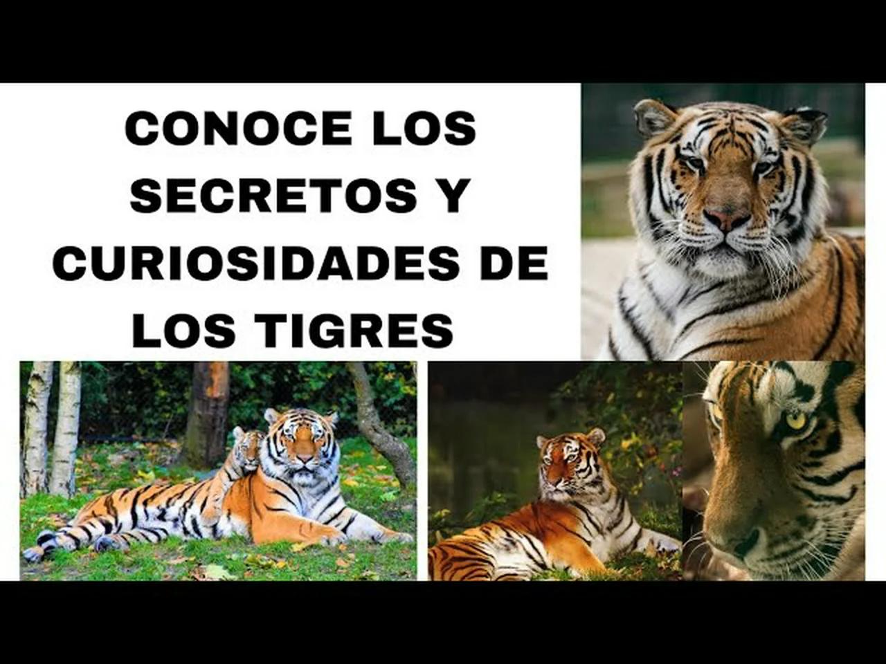 TIGRES/CURIOSIDADES Y SECRETOS SOBRE LOS TIGRES #tigres#animal#curiosidades
