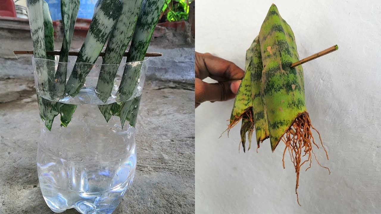 Step by step guide to propagate snake plants water! | Thriving Snake plant propagation