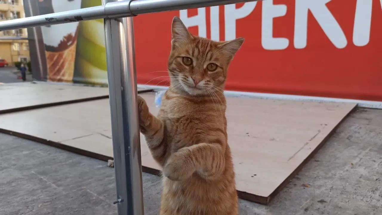 Cute ginger cat loves slapping my hand. How would you rate this kitty ...