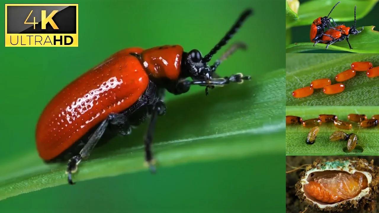 the-life-cycle-of-scarlet-lily-beetle