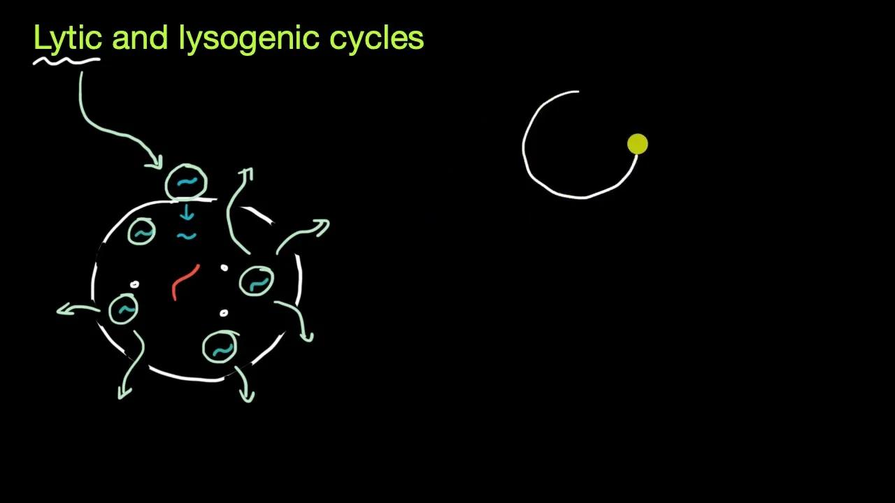 LyticCycleVsLysogenic