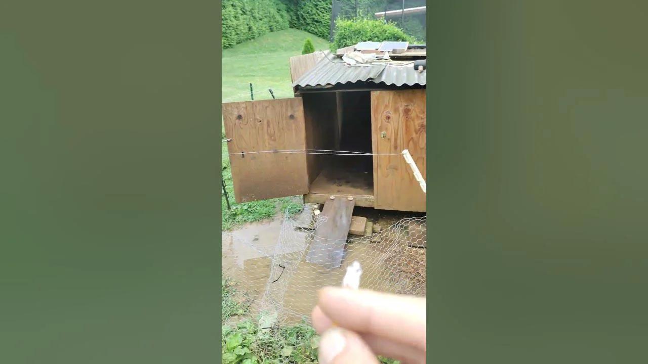 View of how to take care of ducks 101