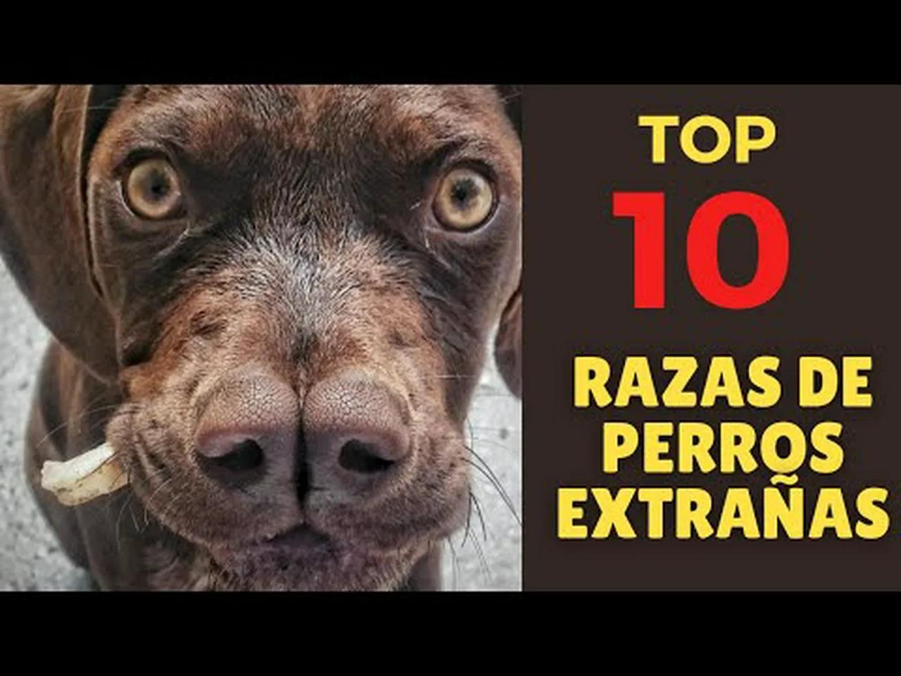 LOS 10 PERROS más RAROS del MUNDO (RAZAS)