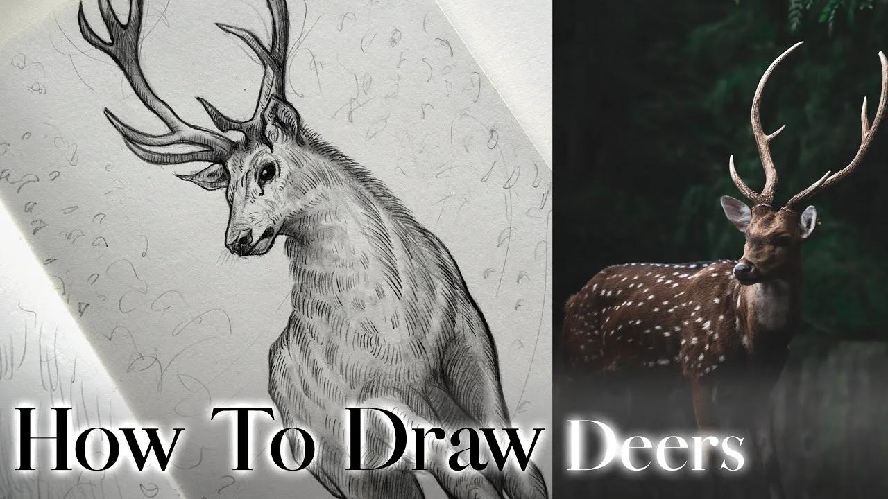 How To Draw Deers