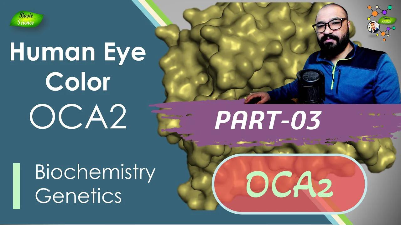 Human Eye Color Lecture | PART-3 | OCA2 gene | P-protein | melanosomes ...