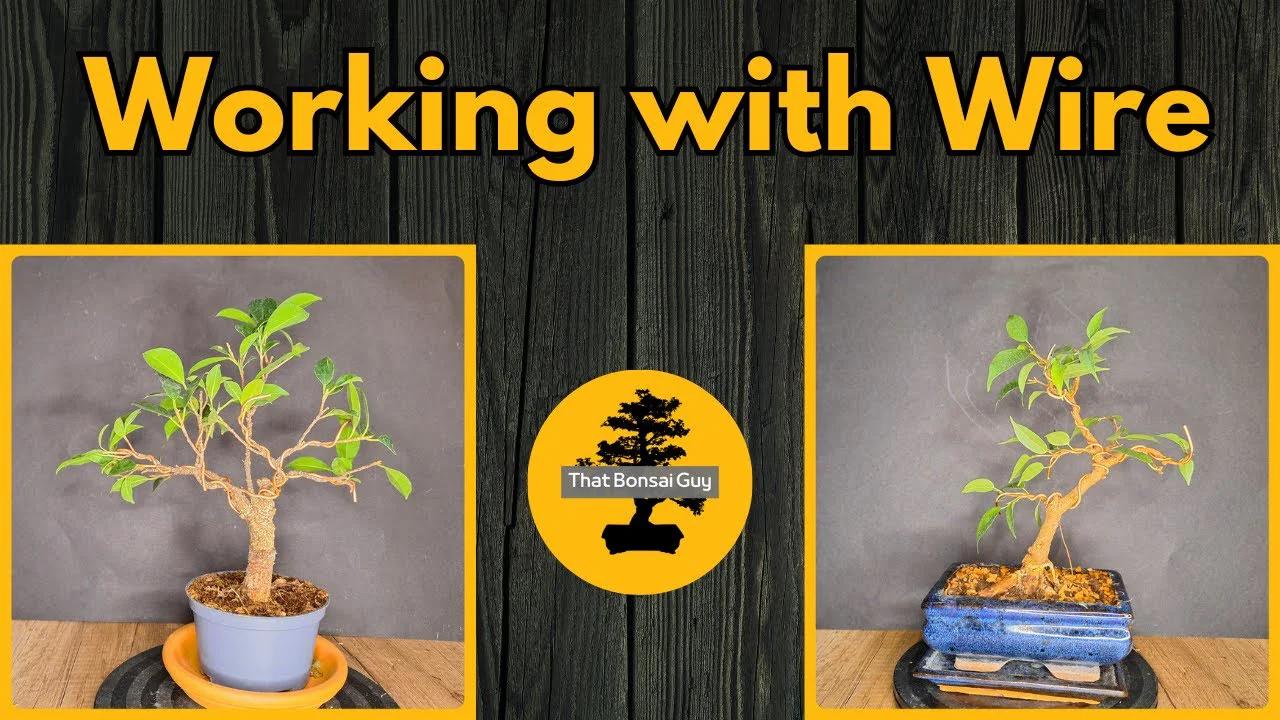 Bonsai Wiring A Practical HandsOn Guide