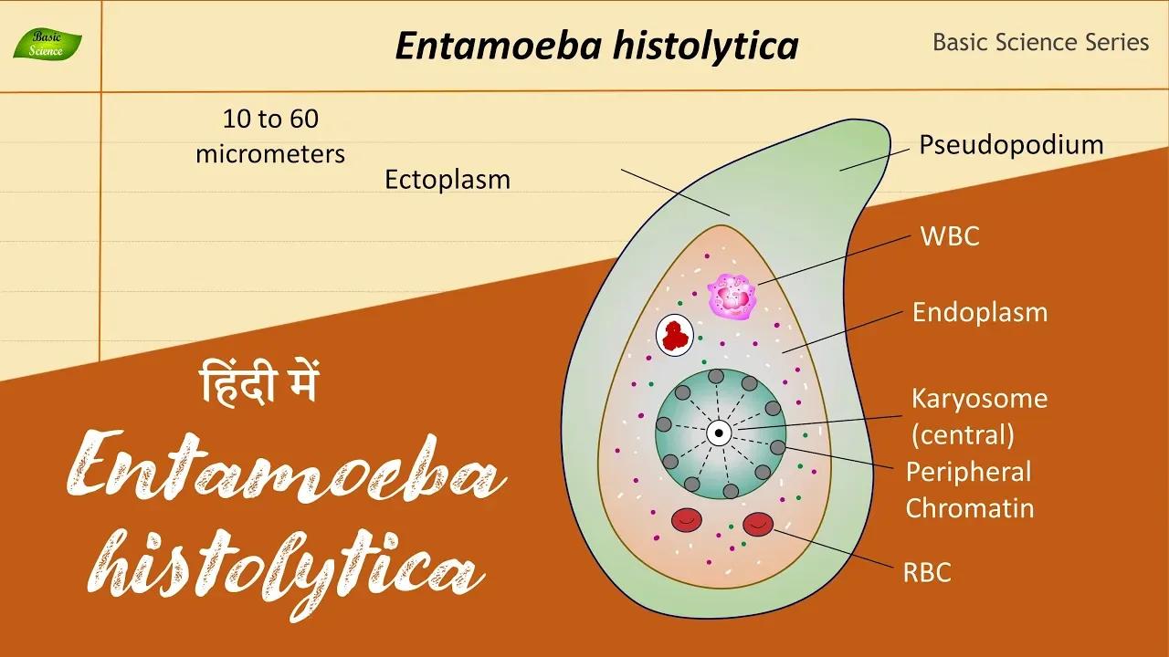 Entamoeba histolytica in Hindi | Structure and Function | Parasitology ...