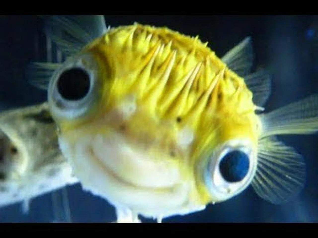 Самая глупая рыба. Смешные рыбы. Рыбка улыбается. Самые смешные рыбы. Рыба с выпученными глазами.