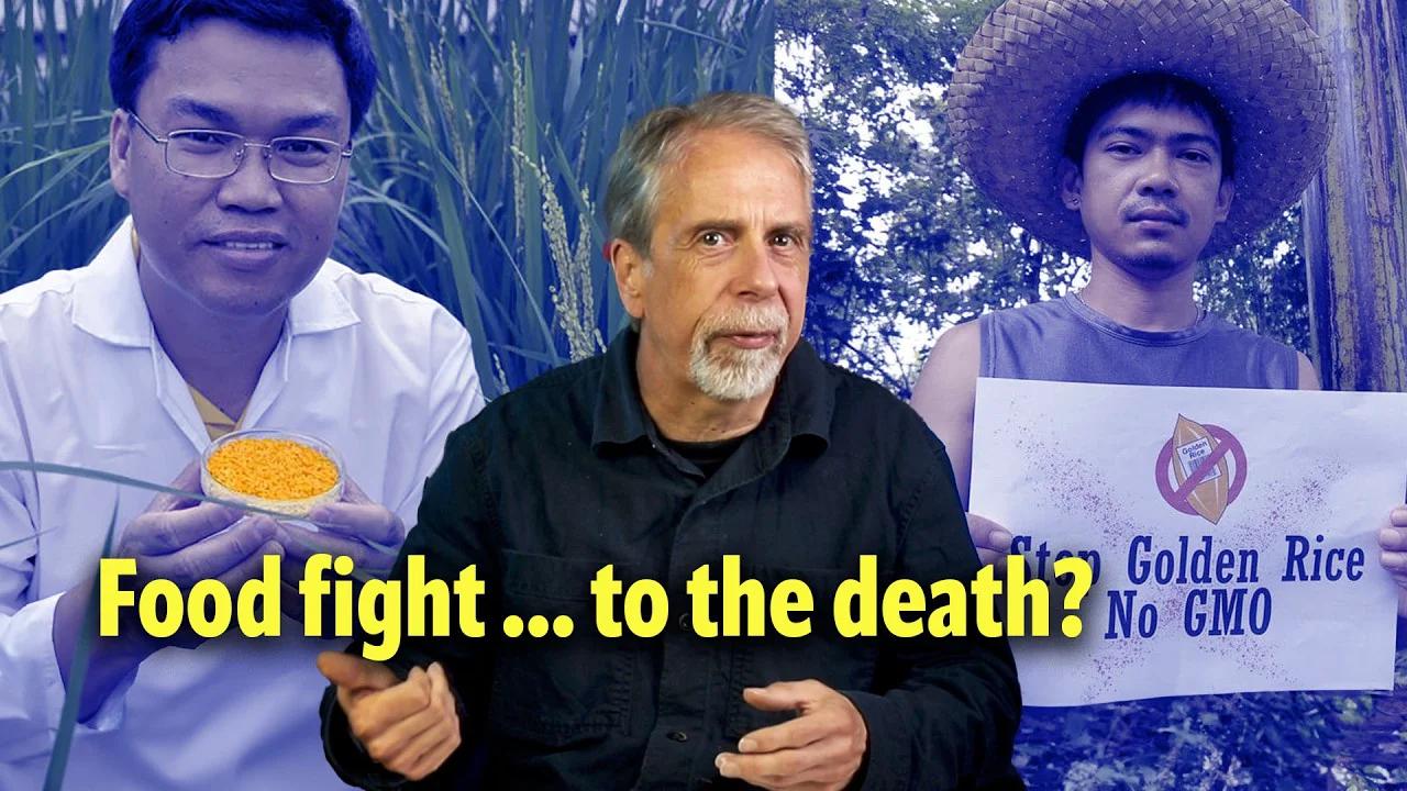 GM Golden Rice - the bitter tussle in the Philippines