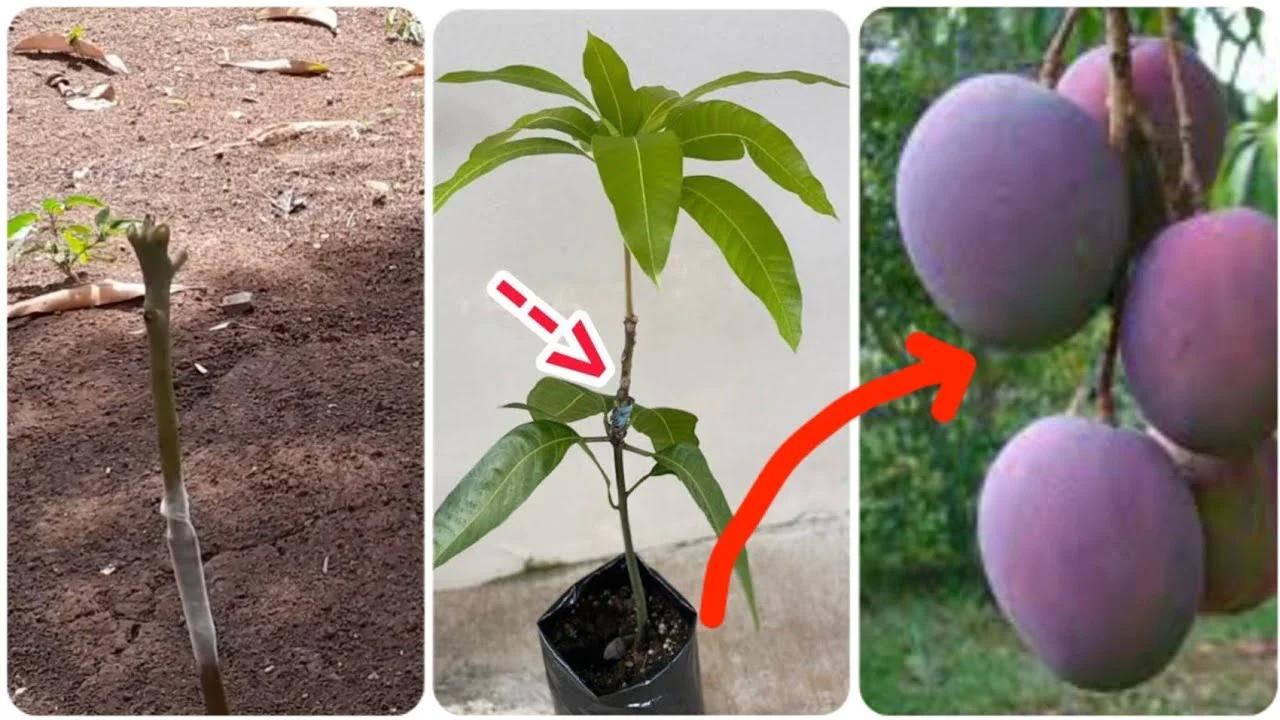 Técnica de Injerto de mango 🥭 Stone Grafting