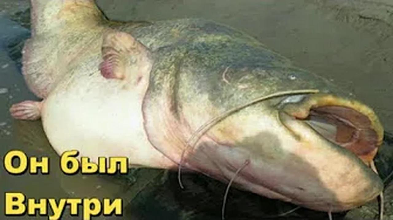 может ли сом утащить человека под воду