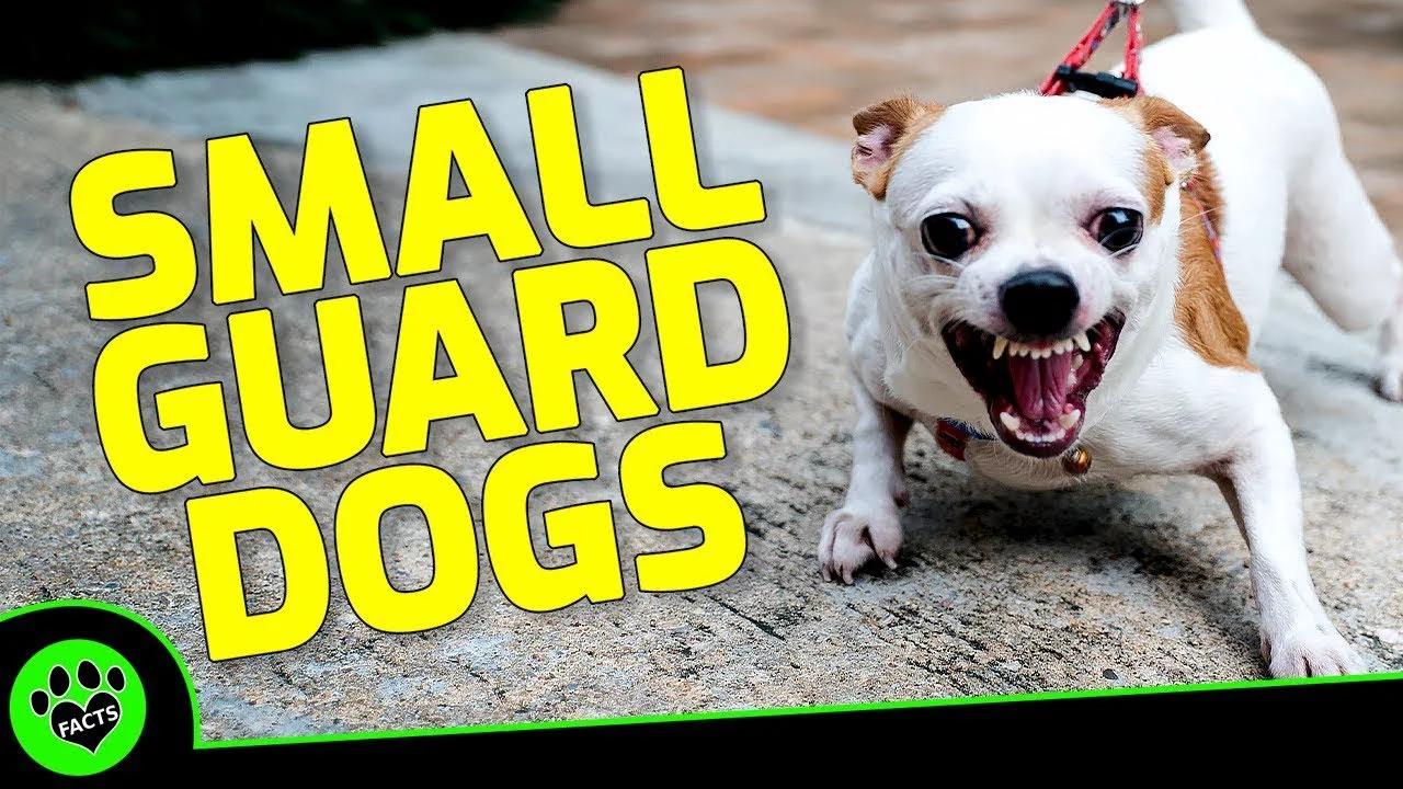 Small but Mighty: Top 7 Small Guard Dog Breeds That Pack a Punch 4k AI ...