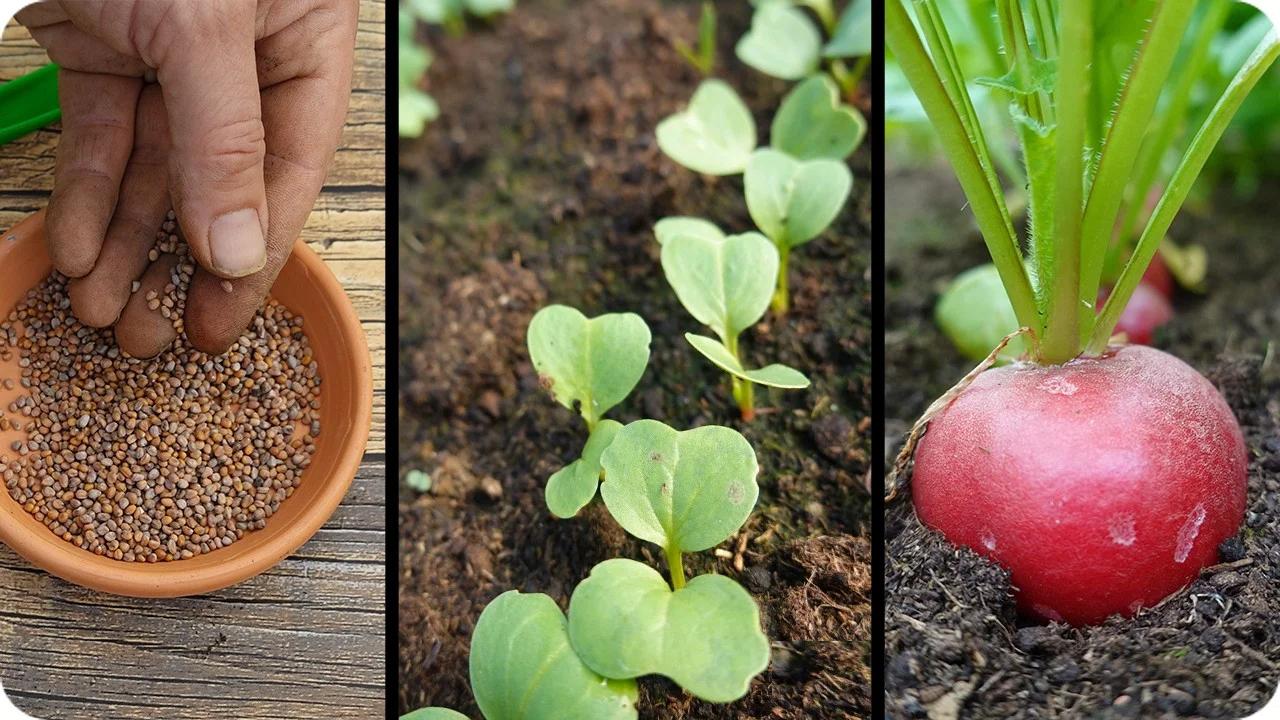 Guía : cultivo del RABANITO : Desde la siembra hasta la cosecha, paso a ...
