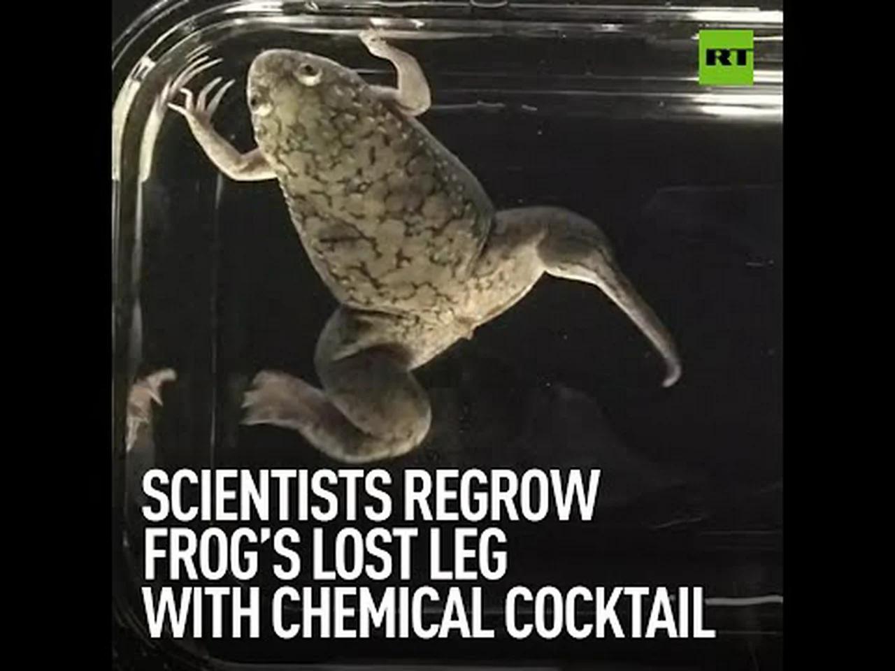 Scientists Regrow Frog’s Lost Leg with Chemical Cocktail