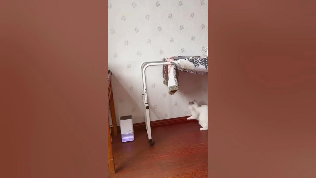 Ultimate Cat Fails Compilation Best Hilarious Moments Ever ёяшвёяр