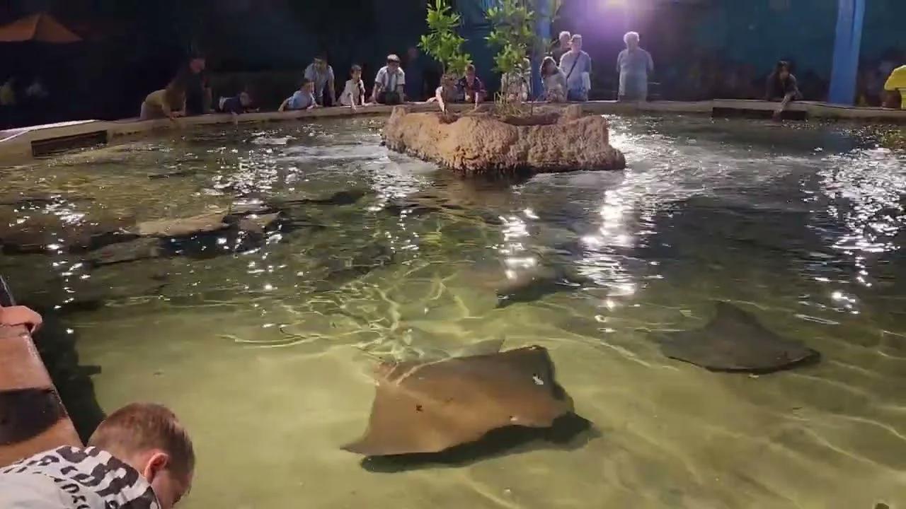 How to Touch and Feed the Manta Rays at SeaWorld Orlando