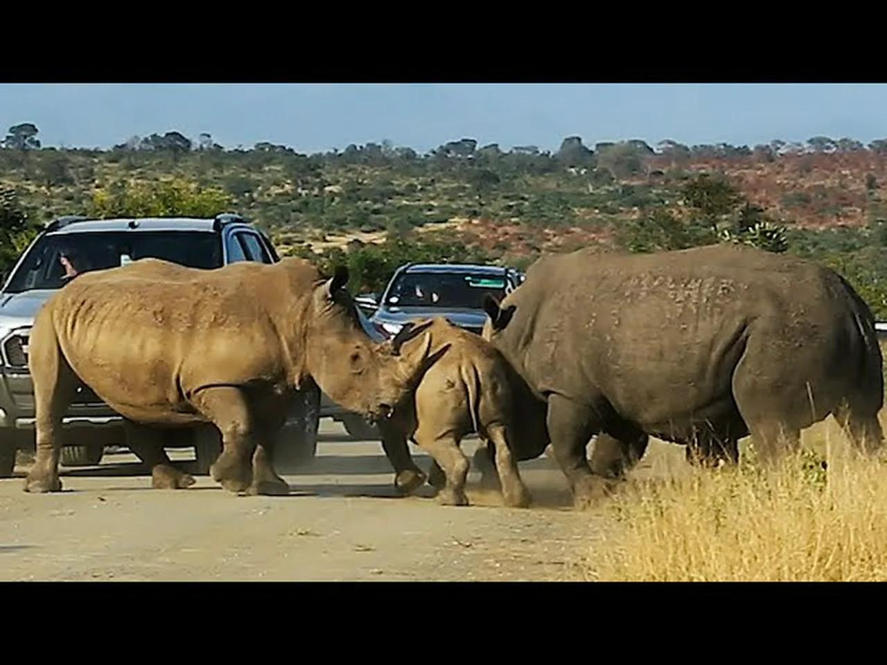 The Overtourism Dilemma: Balancing Access and Animal Welfare