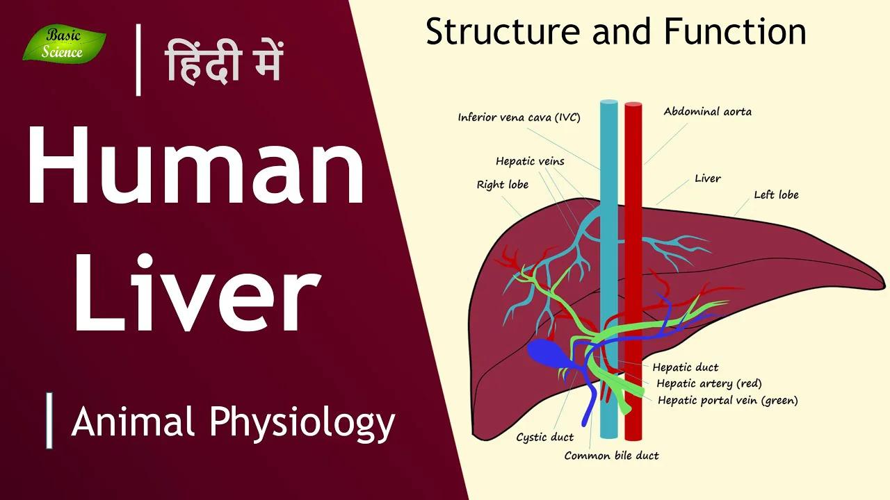 LIVER STRUCTURE AND FUNCTION IN HINDI intelligence overview