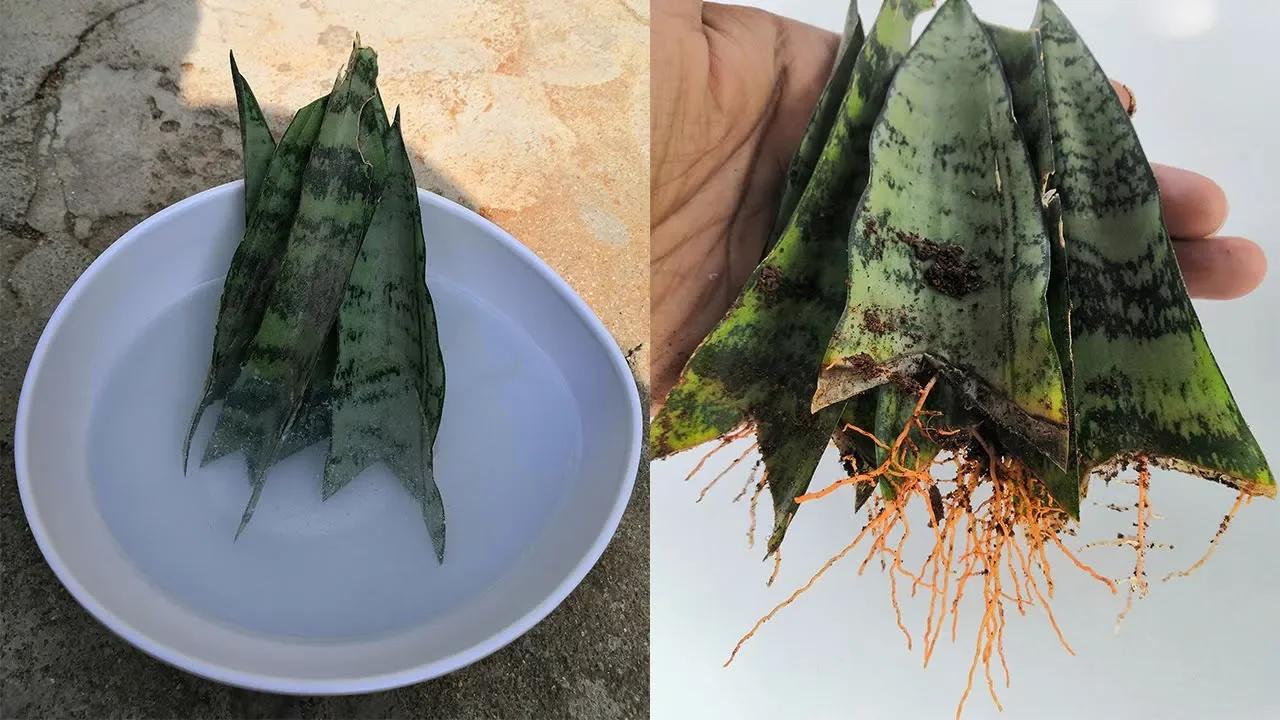 Snake plant propagation made easy step by step cutting guide!