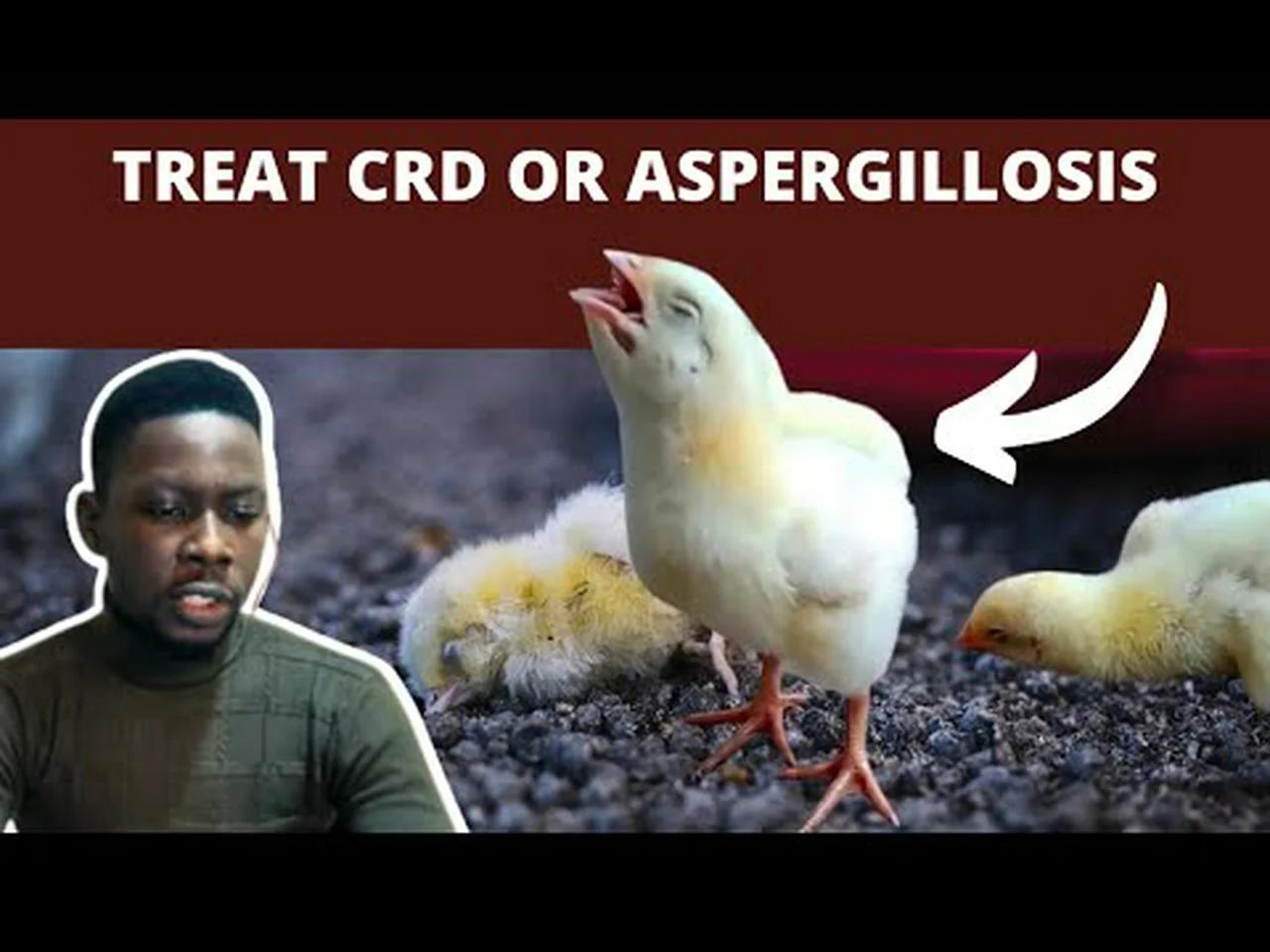 How to Treat Aspergillosis & CRD in Chickens - LABOURED BREATHING