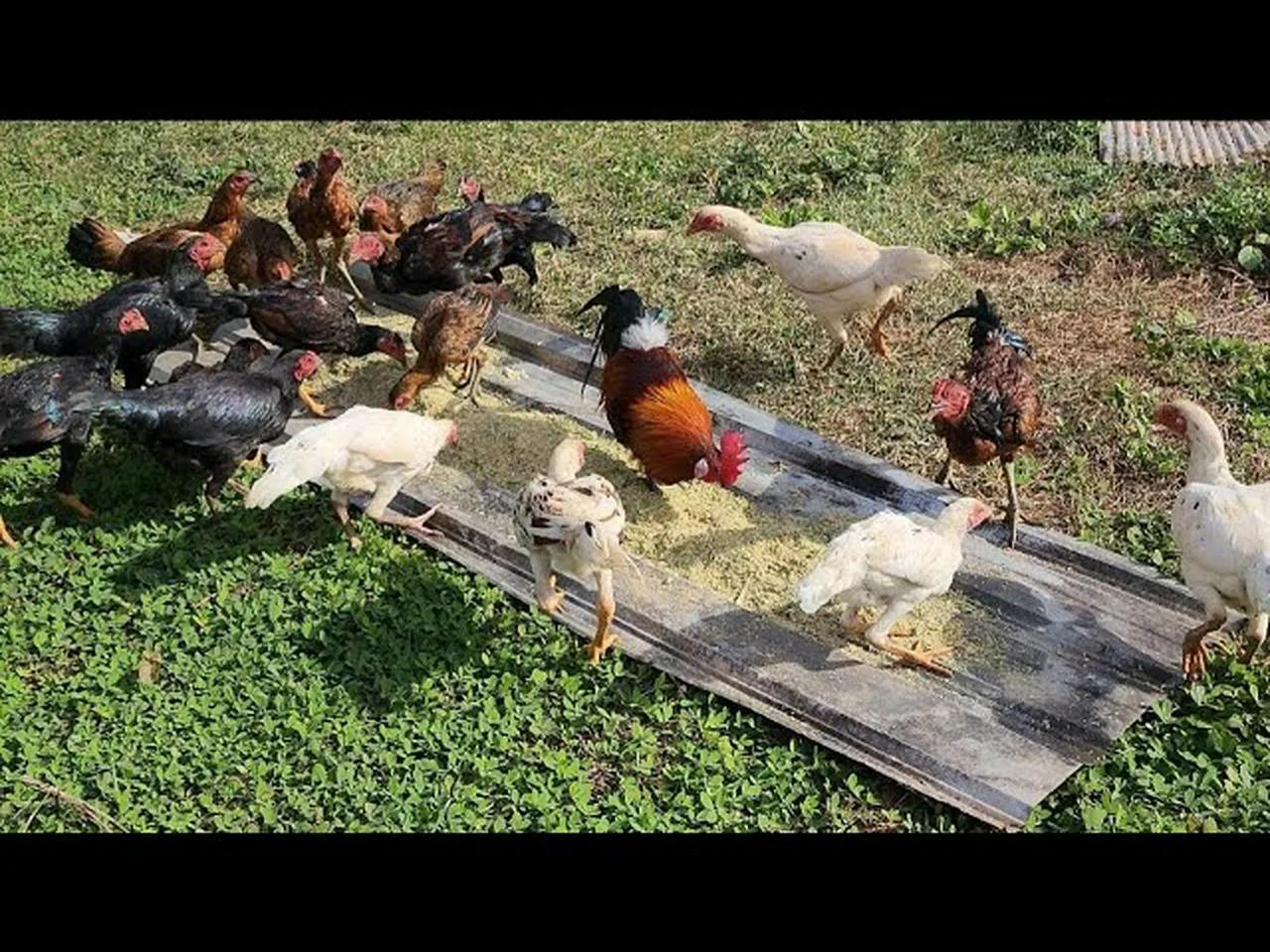 WHAT IS ORGANIC CHICKEN intelligence overview