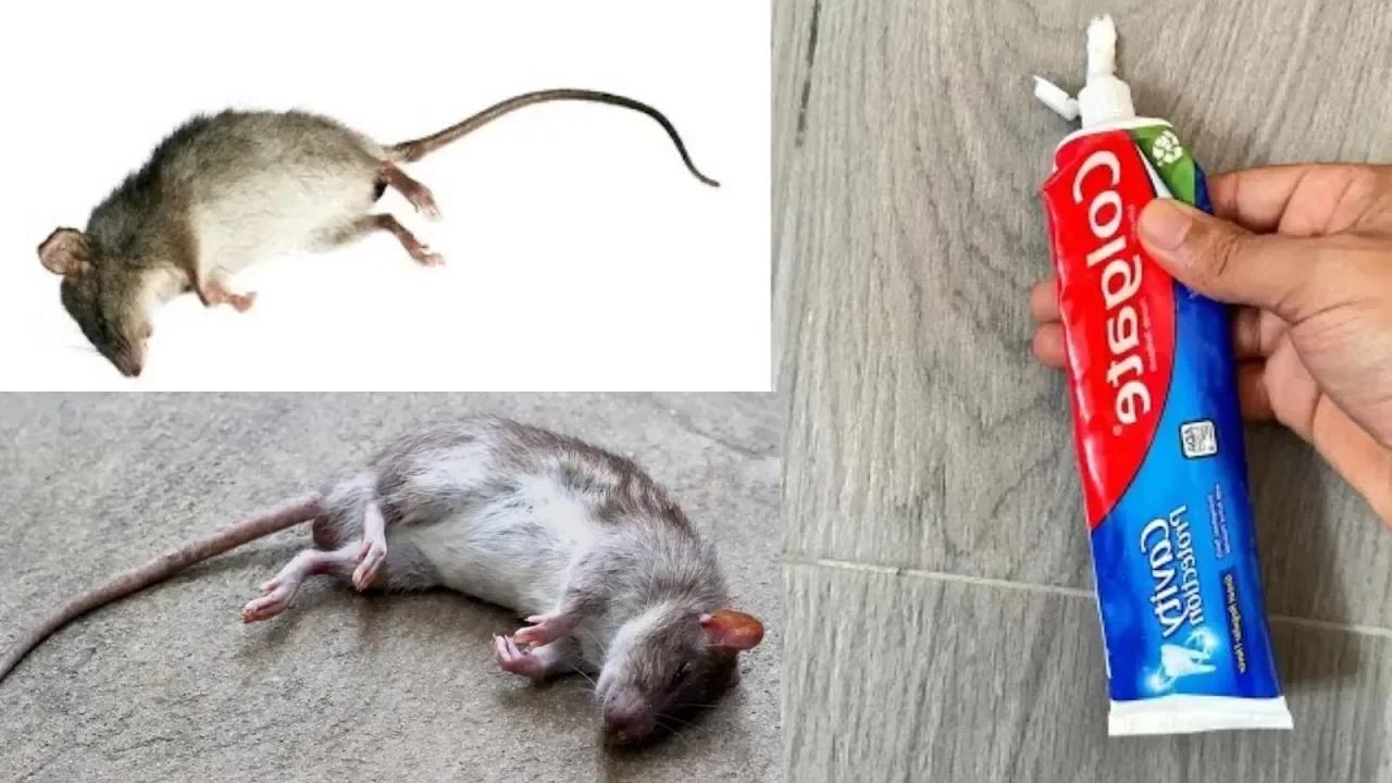 como-eliminar-las-ratas-facil-en-5-minutos-para-siempre-veneno-mata