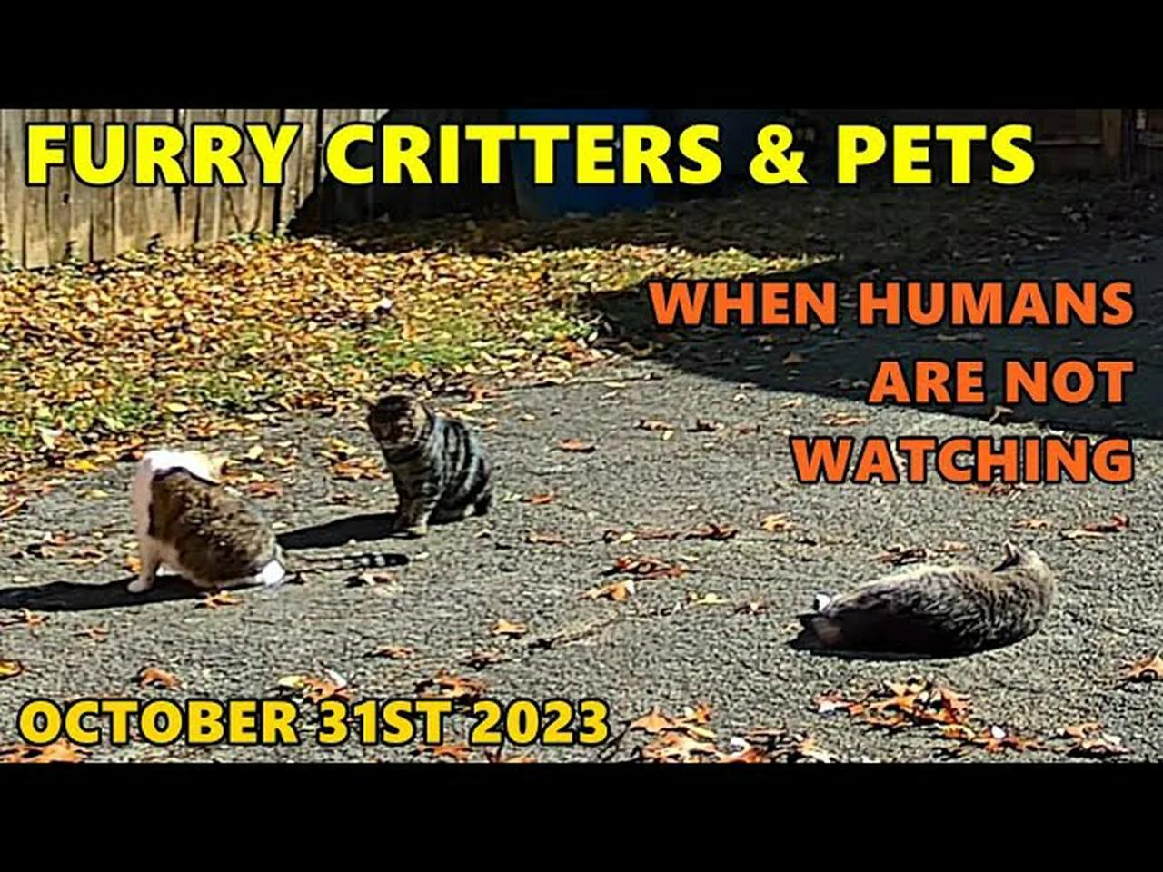 Furry Critters & Pets October 31st 2023 Reolink Smart Pet Detection