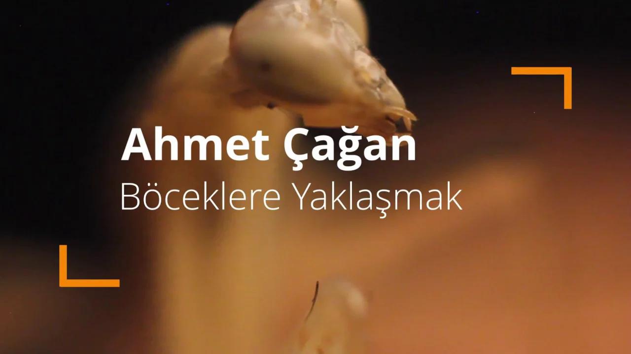 Peygamber Devesi | Böceklere Yaklaşmak | Beslenme (Bu böcek dua ediyor)
