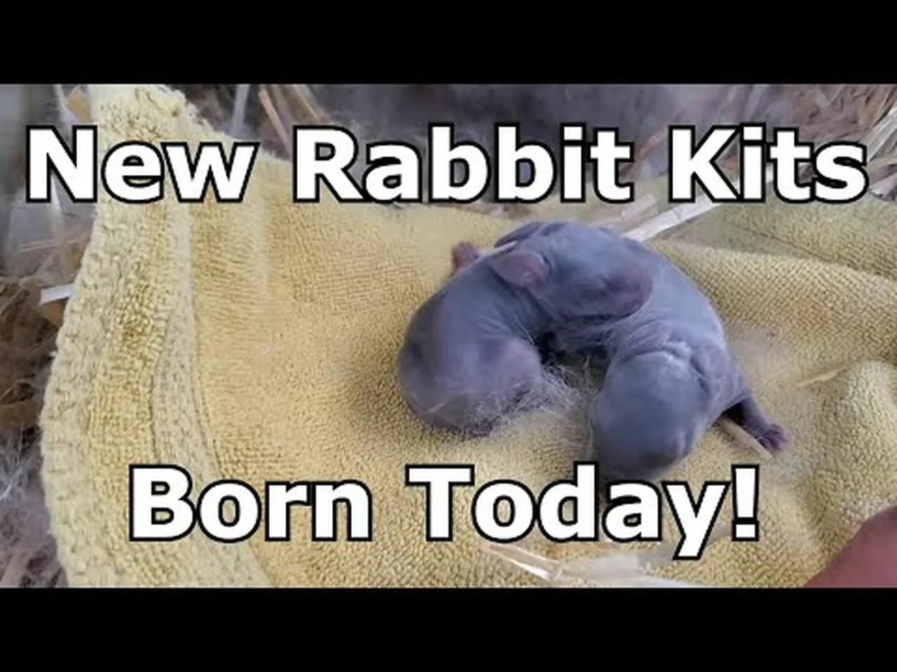 New Baby Rabbit Kits Born Today!