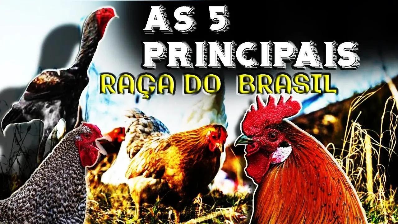 Conheça as Características Incríveis das 5 Principais Raças de Galinha ...