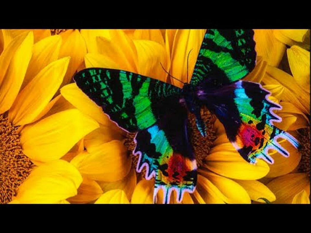 The flap of a butterflies wings