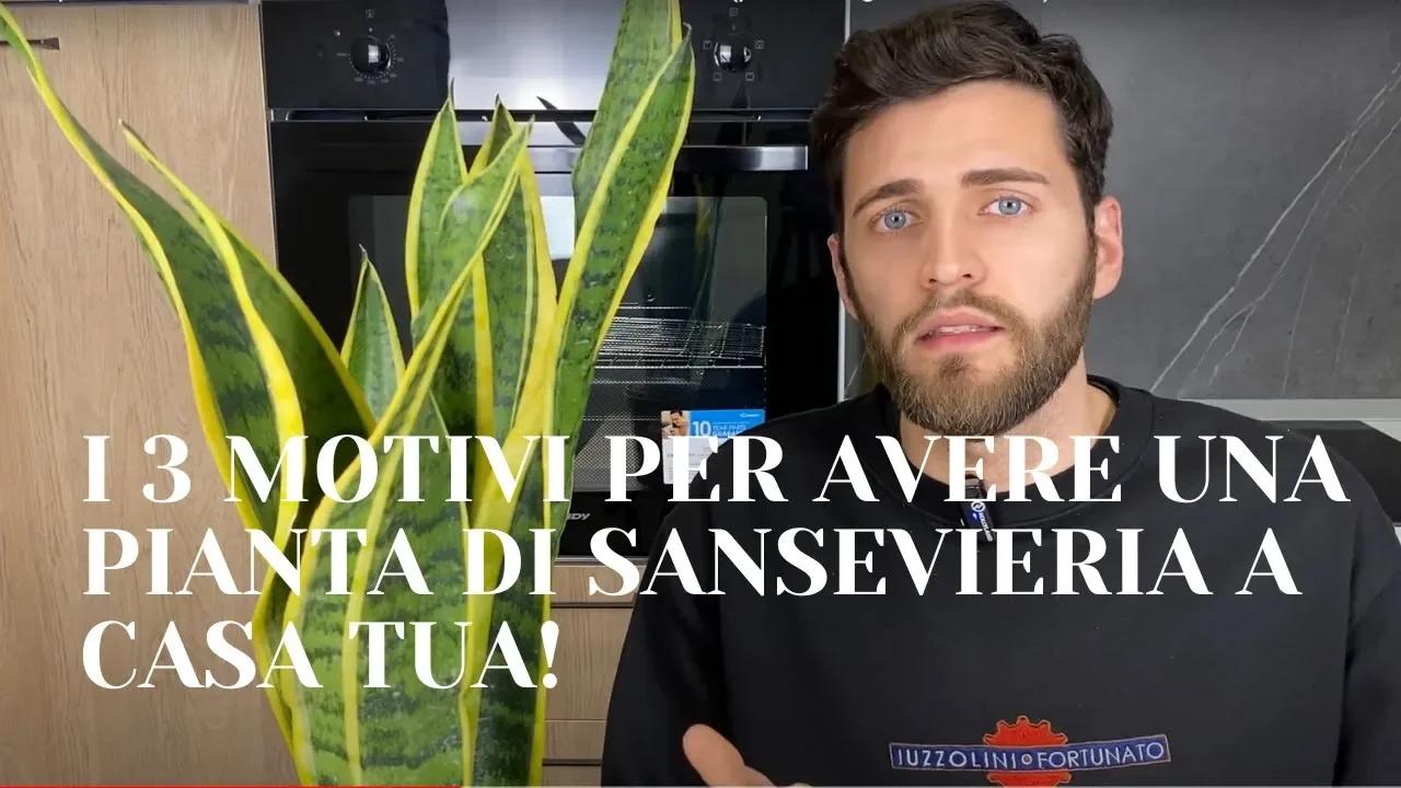 Sanseveria: il trucco che pochi conoscono per innaffiarla correttamente
