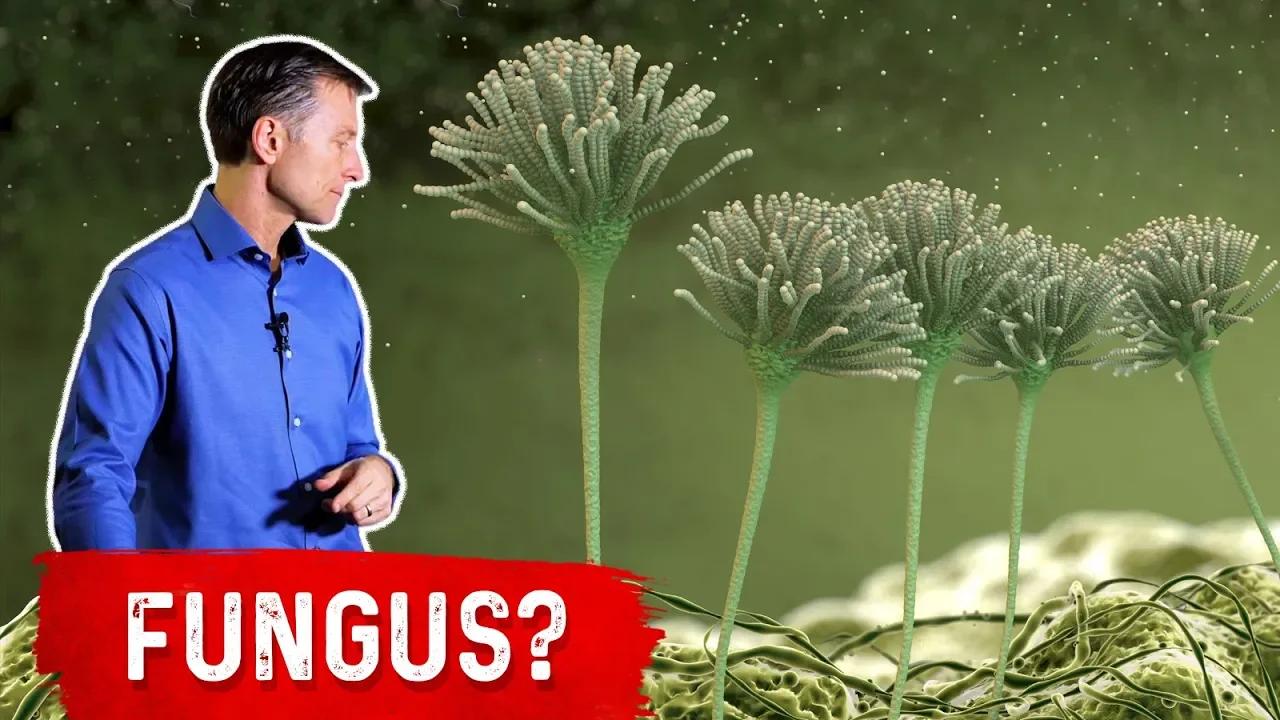 Friendly Beneficial Fungus Live in Your Gut