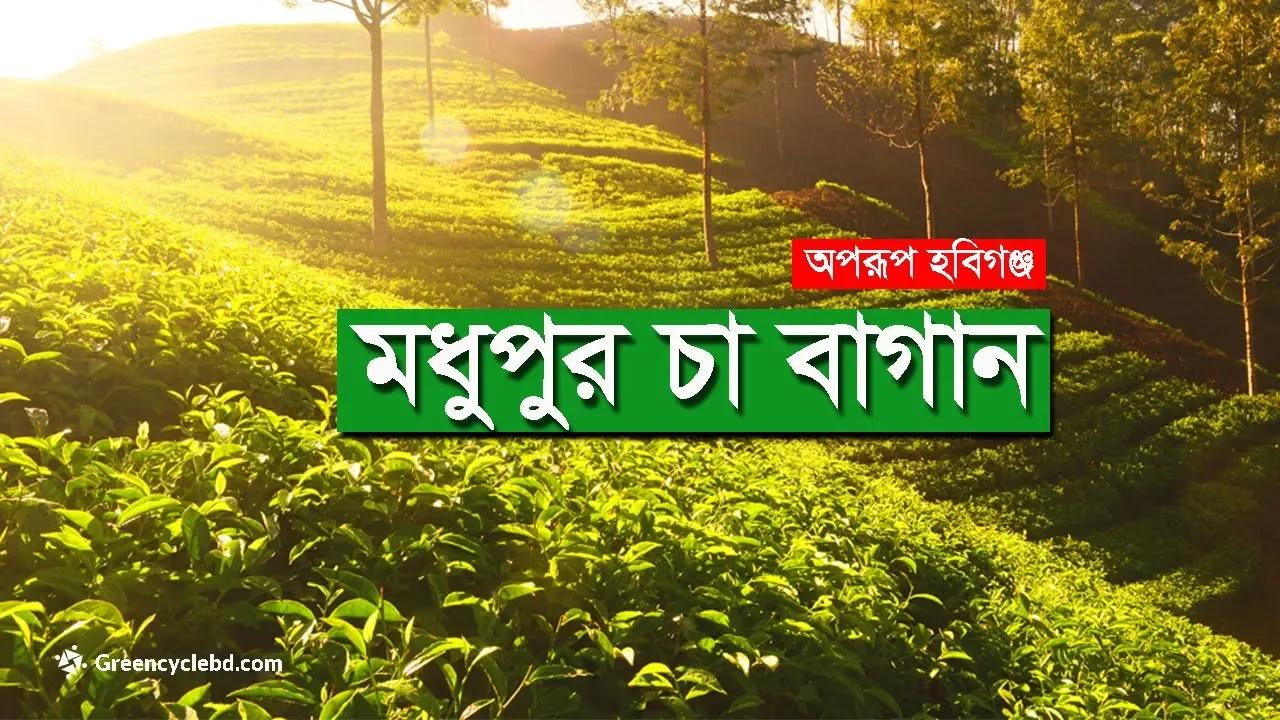 Modhupur tea garden, Bahubal | মধুপুর চা বাগান, বাহুবল, হবিগঞ্জ ...